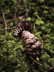 Pine cones resting on vibrant green moss in chamonix forest November