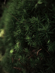 Close up of vibrant green moss growing in chamonix, france, in autumn