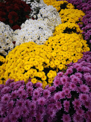 Chrysanthemum flowers blooming in chamonix, france during autumn