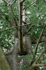 Close-up of the trunk of a large tree, highlighting its rough texture and natural patterns