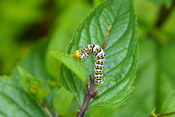 Caterpillar of Water Betony (Cucullia scrophulariae). Family Owlet moths (Noctuidae). On Common figwort (Scrophularia nodosa). Summer, Dutch garden, July