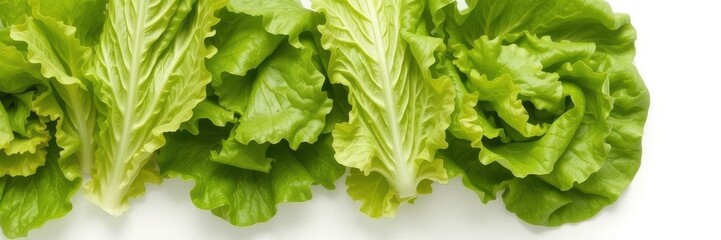 Fototapeta premium Fresh green lettuce leaves isolated on a white background, perfect for healthy food or salad concepts, salad
