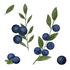 Watercolor set with blueberries on branch. hand drawn watercolor painting blueberry on white background. Blueberries with leaves, watercolor illustration.