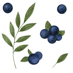 Watercolor set with blueberries on branch. hand drawn watercolor painting blueberry on white background. Blueberries with leaves, watercolor illustration.
