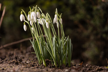 A group of snowdrops (Galanthus) in an early stage