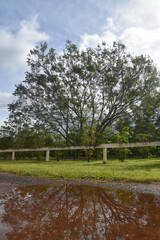 The colourful flowers, trees and local lush vegetation of Oahu Island, Hawaii