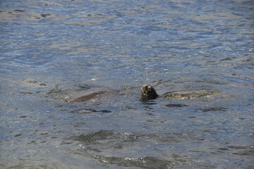 A green hawaiian sea turtle swimming in the Pacific Ocean on Oahu Island