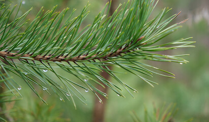 Drops of rain on the needles of the spruce branch close up. Spring nature background