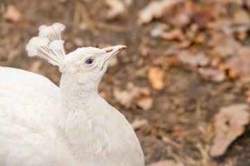beautiful white bird portrait