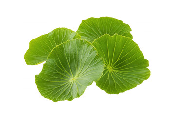 Beautiful green lotus leaves, isolated on transparent or white background