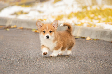 red corgi puppy runs along the alley in the park