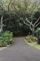 The colourful flowers, trees and local lush vegetation of Oahu Island, Hawaii