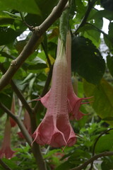 The colourful flowers, trees and local lush vegetation of Oahu Island, Hawaii