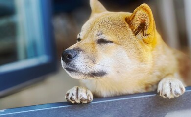 Adorable red Shiba Inu dog curiously peeking out of a window. High-quality, pet-friendly image perfect for home, lifestyle, or curiosity-themed projects. Copy space.