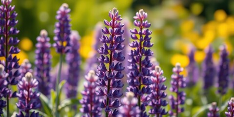 Vibrant Purple Lupine Flowers in a Sunny Meadow Field