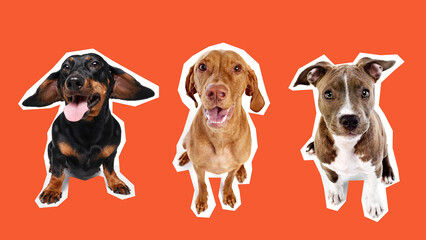 Three cheerful dogs, a black Dachshund, a brown Vizsla, and a gray Pitbull, are sitting together against orange background. Concept of animal, pet care, vet, happiness. Banner, ad, poster