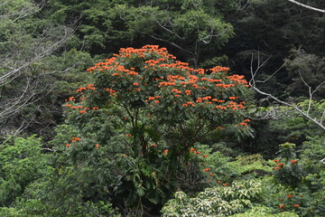 The colourful flowers, trees and local lush vegetation of Oahu Island, Hawaii