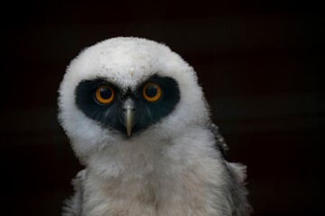 Juvenile Spectacled Owl (Pulsatrix perspicillata).