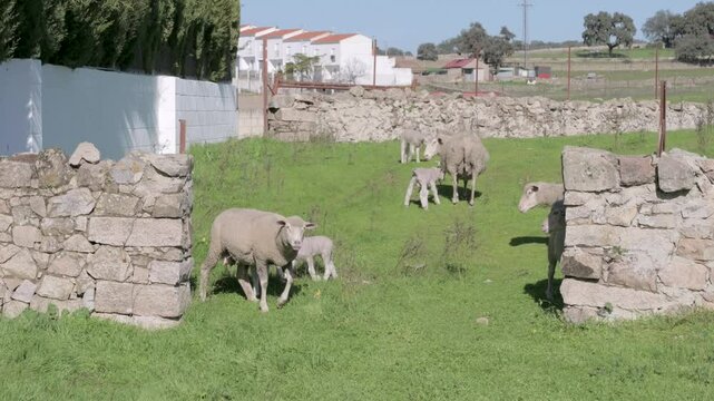 Sheep in a pen near the city with two lambs in the Natural Park of Carde&ntilde;a and Montoro