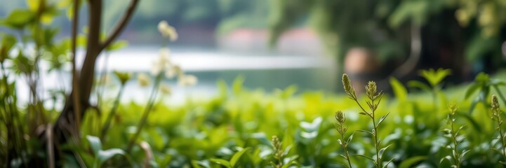 Blurred image of a tranquil natural background with water and lush green plants, serene, scenery, secluded