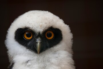 Juvenile Spectacled Owl (Pulsatrix perspicillata).