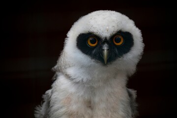 Juvenile Spectacled Owl (Pulsatrix perspicillata).