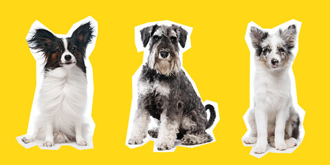 Three cheerful dogs, black and white Papillon, gray Miniature Schnauzer, and Shetland Sheepdog, are sitting together against yellow background. Concept of animal, pet care, vet, happiness. Banner, ad