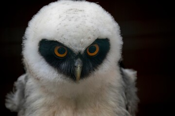 Juvenile Spectacled Owl (Pulsatrix perspicillata).