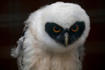Juvenile Spectacled Owl (Pulsatrix perspicillata).