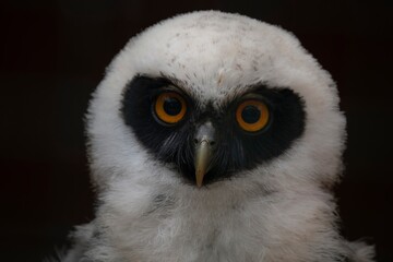 Juvenile Spectacled Owl (Pulsatrix perspicillata).
