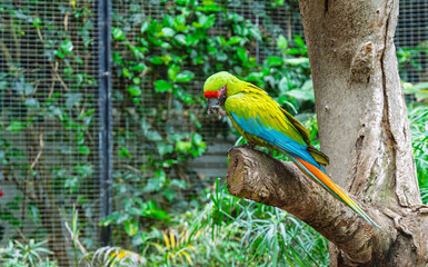 beautiful parrots in a park