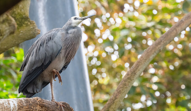 grey heron in a park