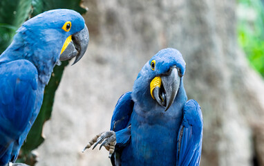 beautiful parrots in a park