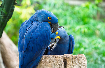 beautiful parrots in a park