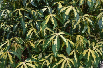 The colourful flowers, trees and local lush vegetation of Oahu Island, Hawaii