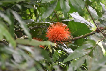 The colourful flowers, trees and local lush vegetation of Oahu Island, Hawaii