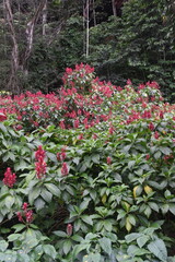 Fototapeta premium The colourful flowers, trees and local lush vegetation of Oahu Island, Hawaii