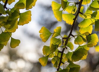 ginkgo leaves in the forest