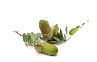 acorn isolated