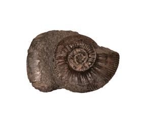fossil of ammonite in the stone on white, isolated © wlad074