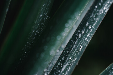 Green tropical plant in rain covered with droplets of damp water with a blurred background....