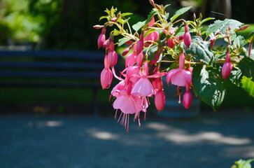 Selective focus of Fuchsia magellanica.Hummingbird fuchsia or hardy fuchsia is a species of...
