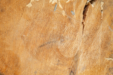 Cross section cutting of the hardwood tree core. Background and texture from nature, close-up.