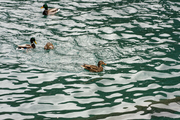 A mallard or waterfowl is swimming in the lake. Animal living in nature photo.