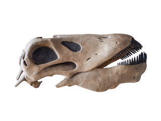 fossil skull of dinosaur on white, isolated.