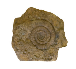 fossil of ammonite in the stone on white, isolated