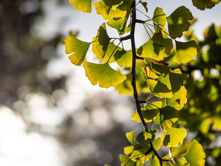 ginkgo leaves in the forest