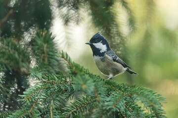 A cute coal tit sits on a green spruce twig.  Periparus ater