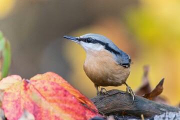 A cute eurasian nuthatch sits on a tree stump in autumn. Sitta europaea