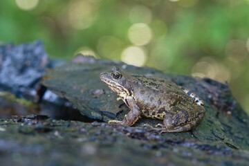 Fototapeta premium A european common brown frog sits nearby a forest pond. Portrai of a common frog. Rana temporaria